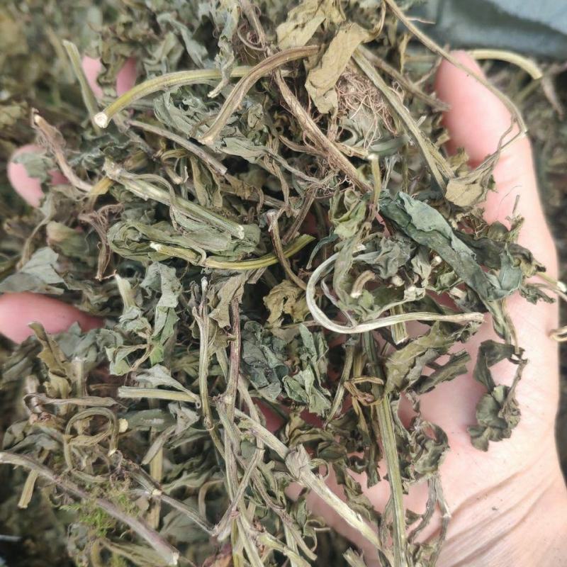 灵香草零陵香干净无杂质量大从优