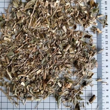 六月雪白马骨路边金干净无杂质量大从优