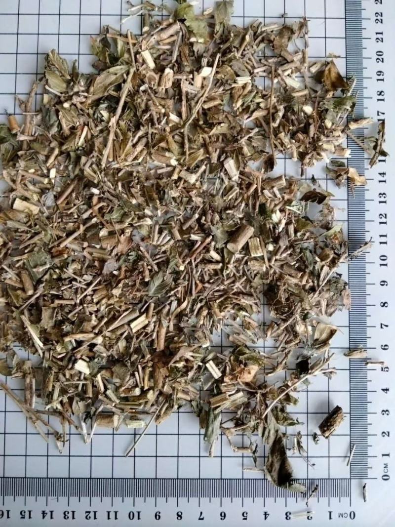 六月雪白马骨路边金干净无杂质量大从优