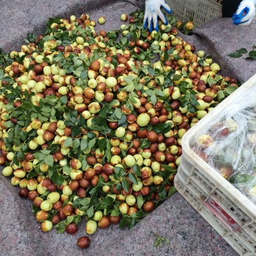 山东昌邑富硒梨枣大量上市中，欢迎各地客商前来采购