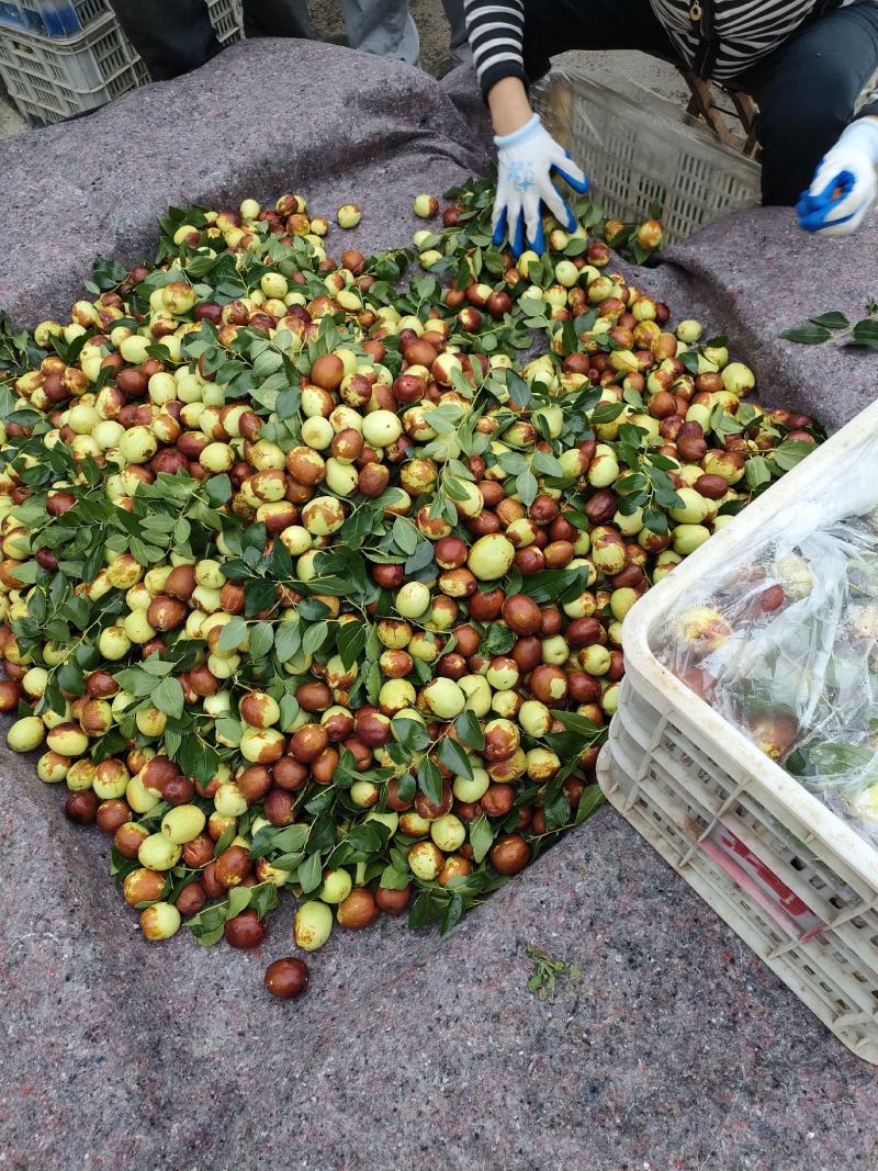 山东昌邑富硒梨枣大量上市中，欢迎各地客商前来采购