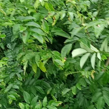 海南黄花梨树苗