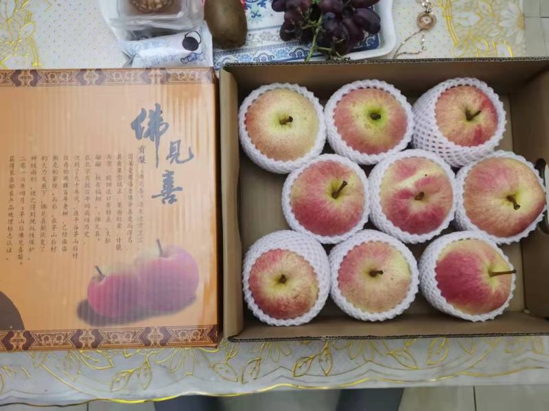 佛见喜品种梨苗梨树苗自家苗圃量大优惠有需要的联系