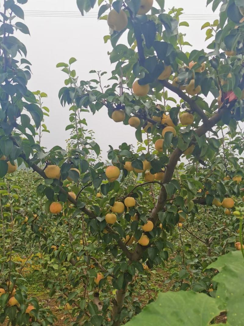 佛见喜品种梨苗梨树苗自家苗圃量大优惠有需要的联系