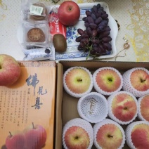 佛见喜品种梨苗梨树苗自家苗圃量大优惠有需要的联系