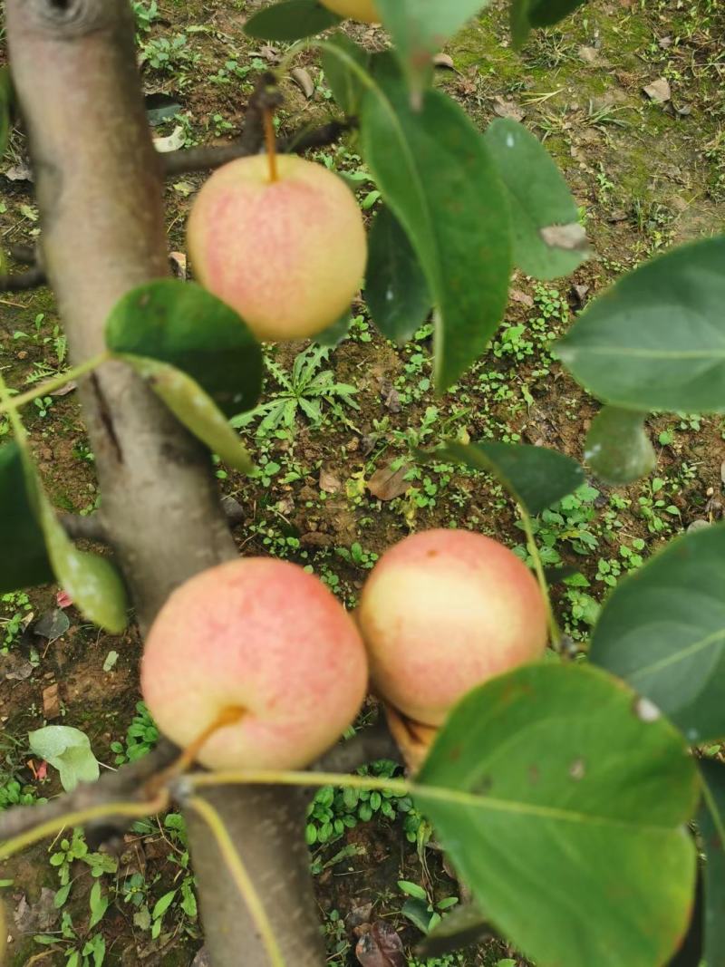 佛见喜品种梨苗梨树苗自家苗圃量大优惠有需要的联系
