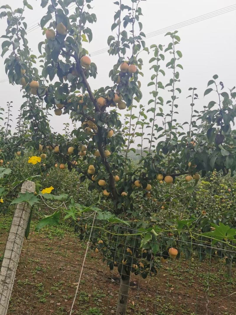 佛见喜品种梨苗梨树苗自家苗圃量大优惠有需要的联系