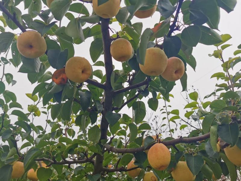 佛见喜品种梨苗梨树苗自家苗圃量大优惠有需要的联系