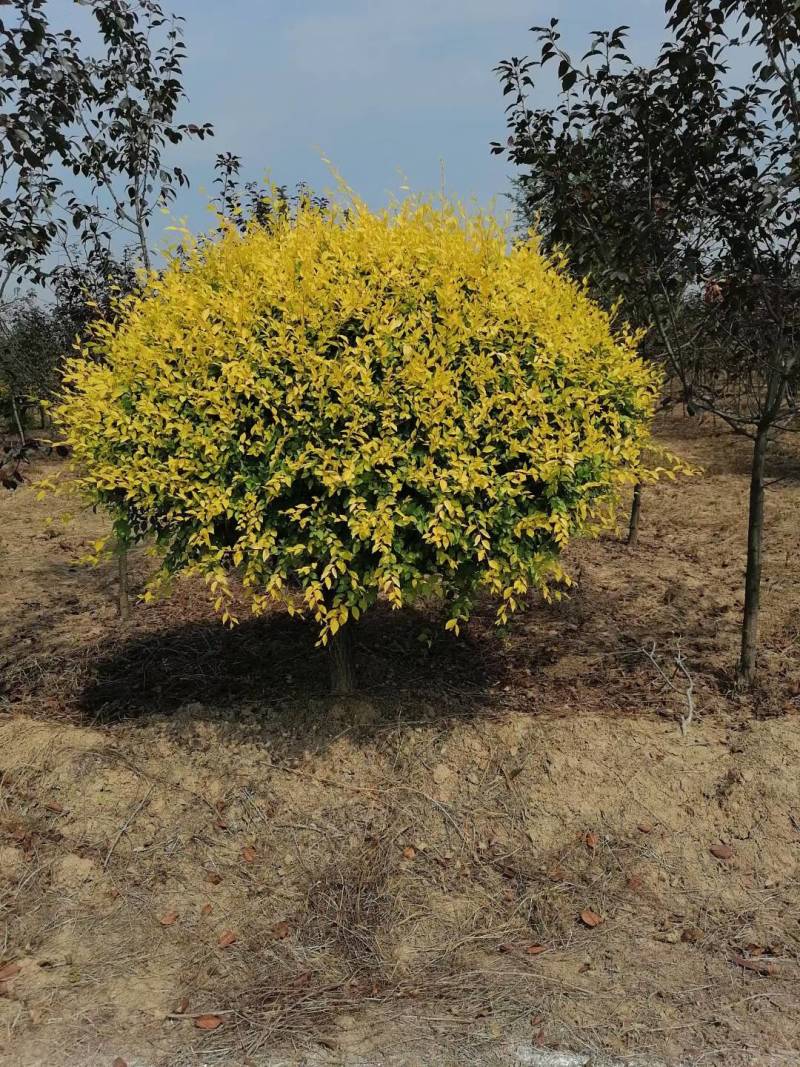 金叶榆地球、独杆金叶榆球80Cm-2米