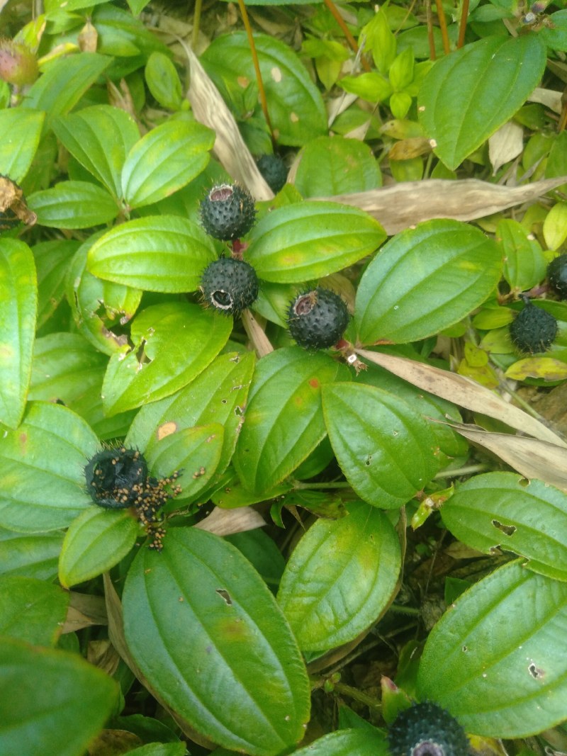 纯野生地稔，冷背中药材