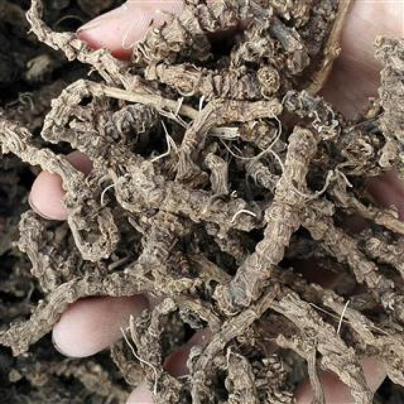 蜘蛛香，正品缬草质量保证，经营各种中药材欢迎咨询合作！