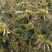 大红袍板栗，双季3223板栗。
