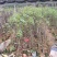 大红袍板栗，双季3223板栗。
