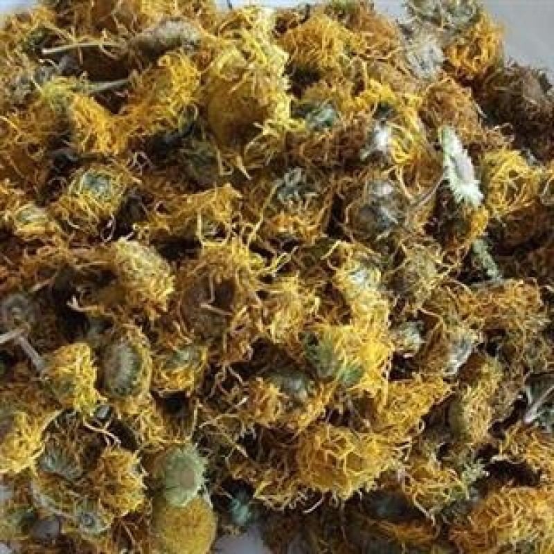 旋覆花，正品金佛草花质量保证，经营各种中药材欢迎咨询合作
