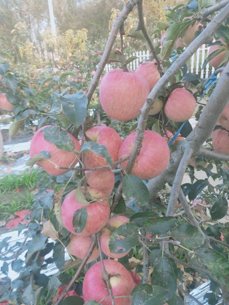 寒富苹果鲜艳登场，敬请采购。欢迎新老客户来访。