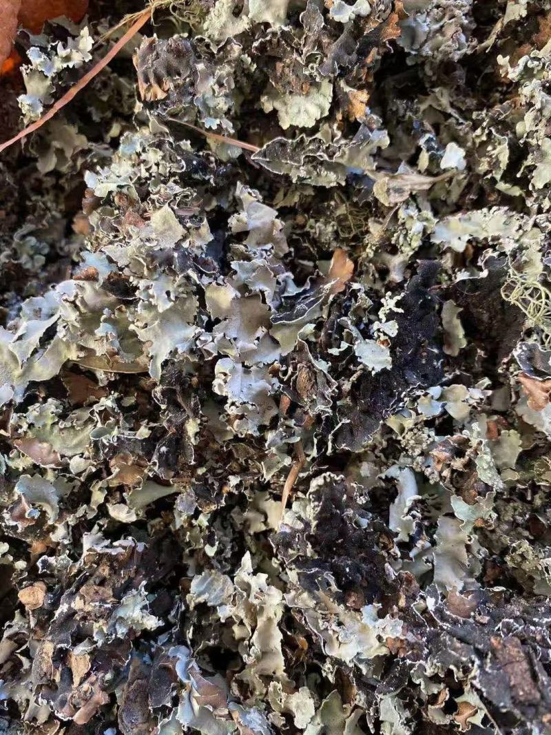 石花石衣地衣中药材量大从优欢迎选购！