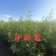 中华沙棘一年苗，基地自产自销