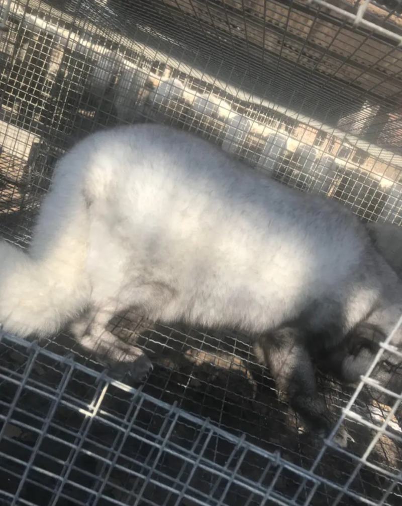 狐狸
