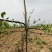 河北永德助改进型18厘米拉枝器开角器厂家直销全国发货