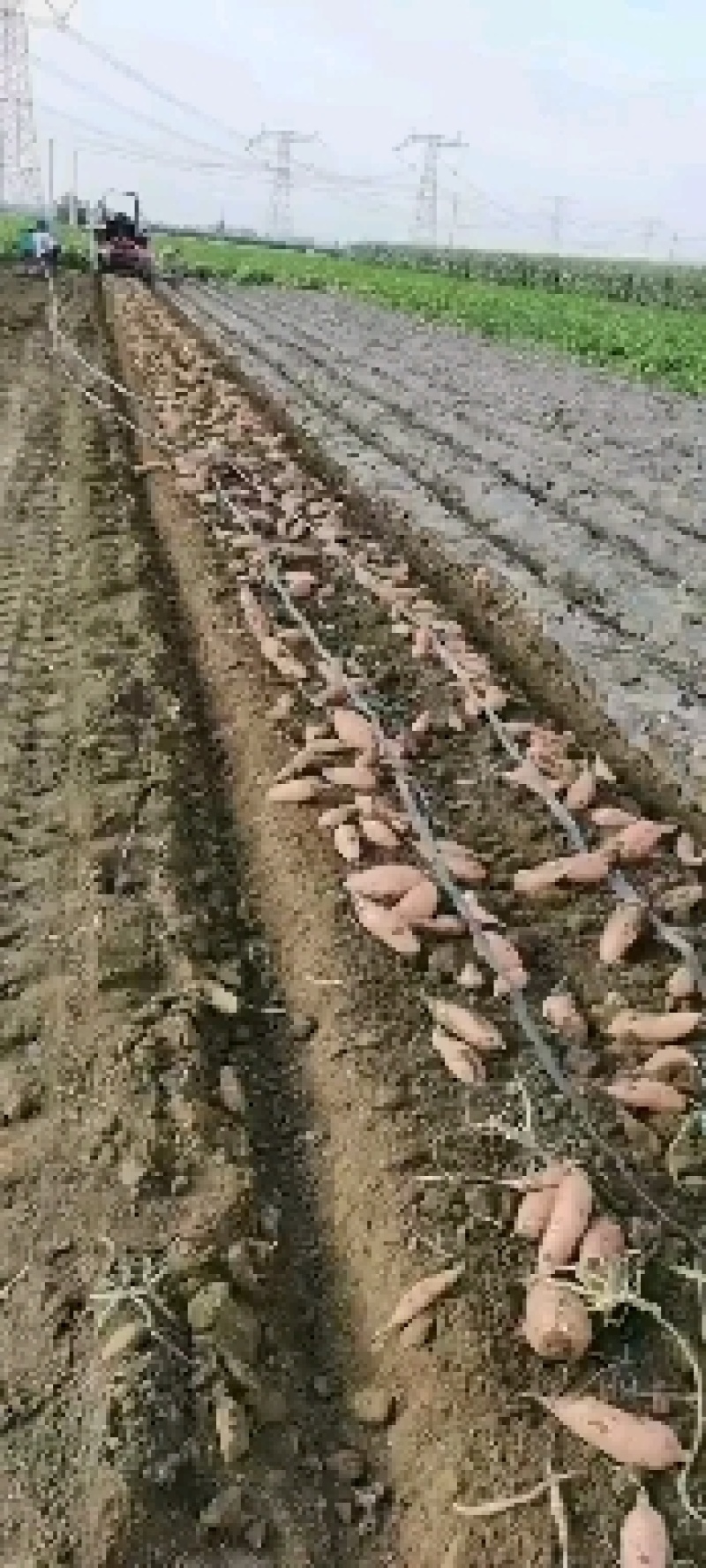 龙九红薯
