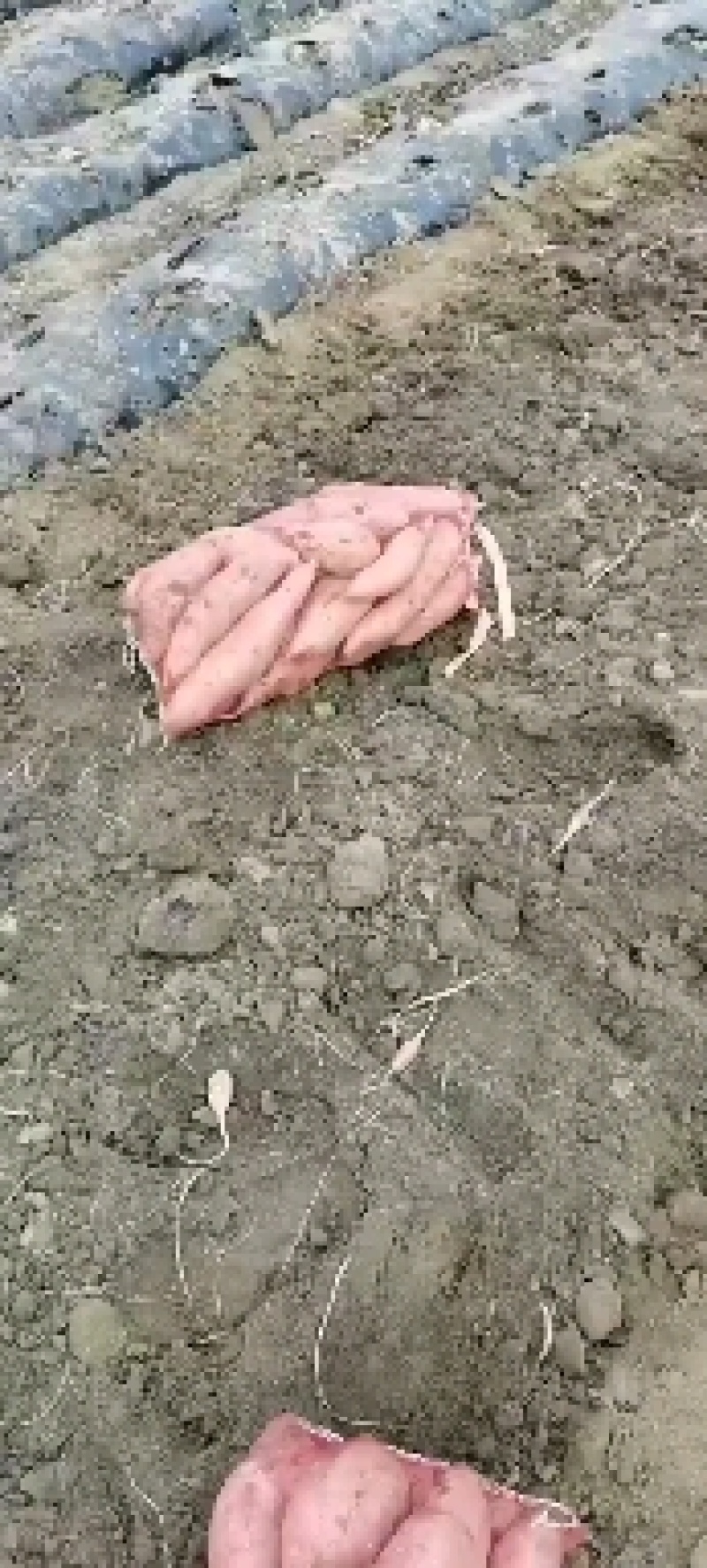龙九红薯