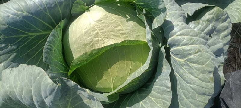 宁夏精品甘蓝圆包菜产地直发品质保证量大从优一手货源