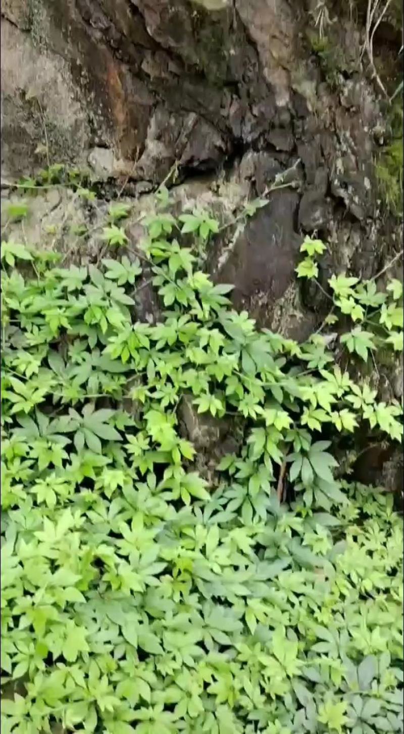 广西省来宾市金秀县大瑶山山咔咔野生七叶绞股蓝藤条