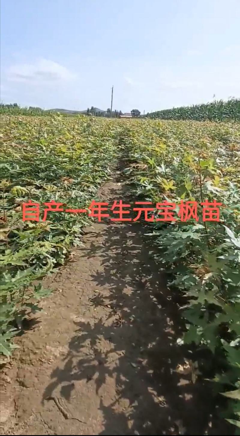 一年元宝枫苗高25一40公分，二年元宝枫苗高50一120