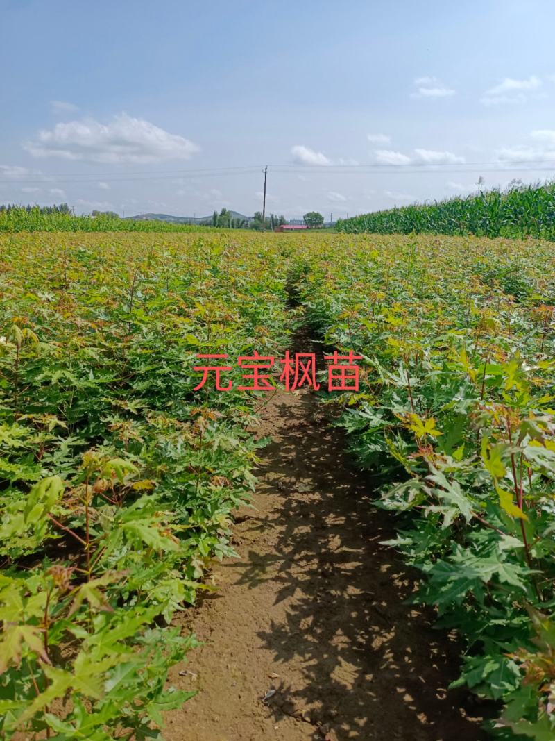 一年元宝枫苗高25一40公分，二年元宝枫苗高50一120