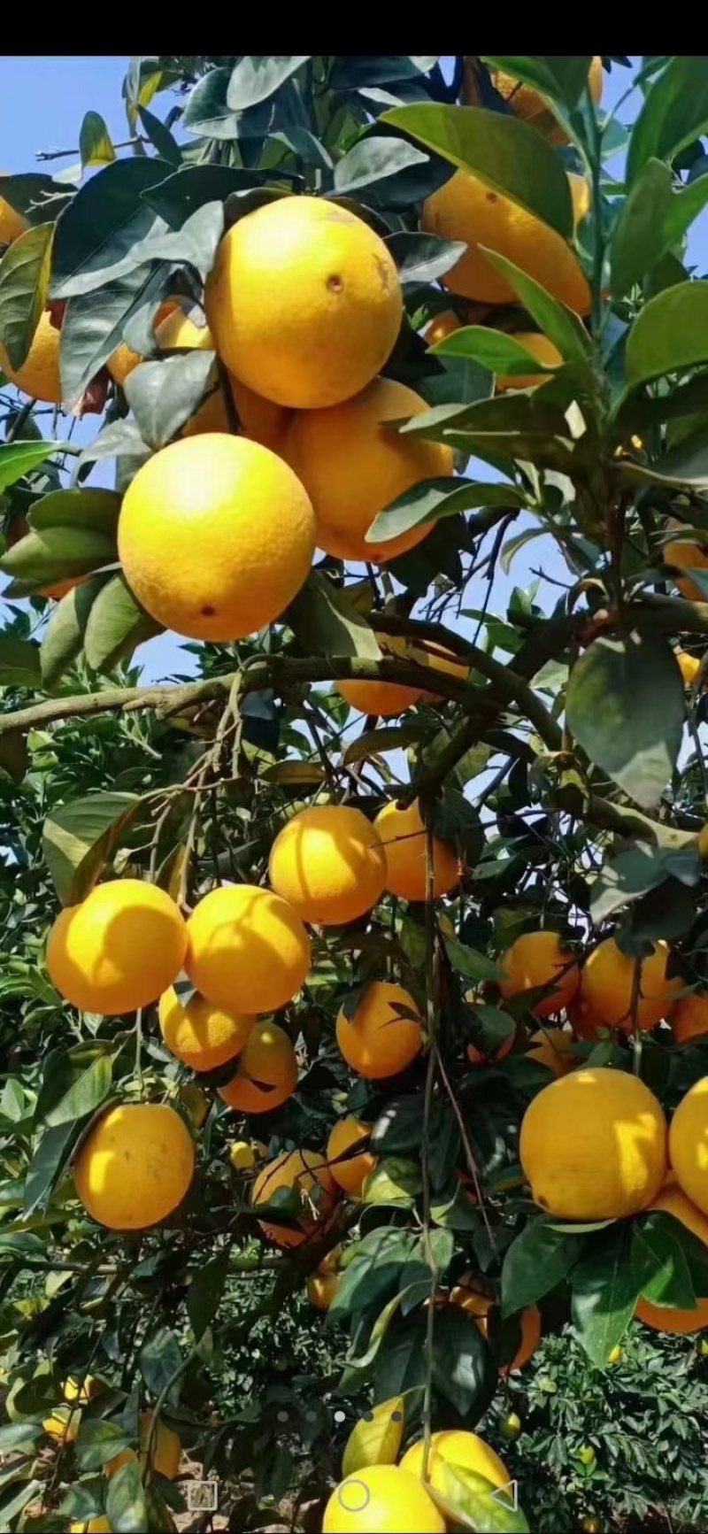 橙子