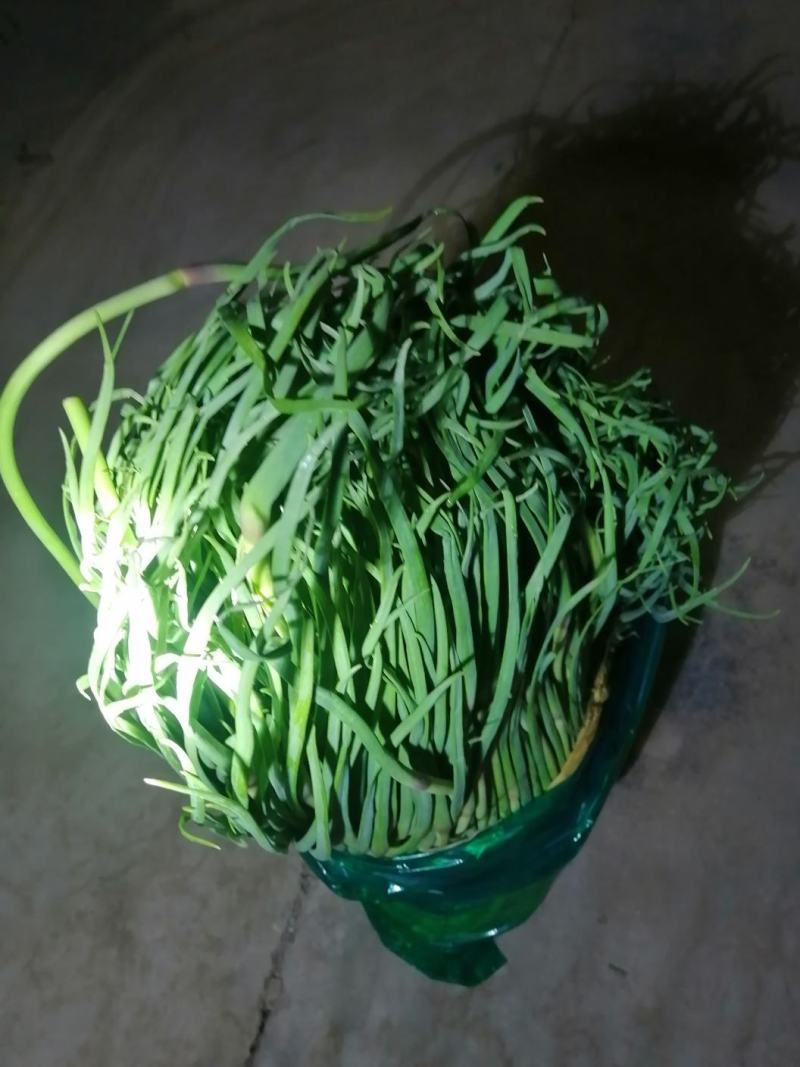 杂交蒜薹