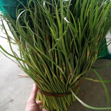 杂交蒜薹