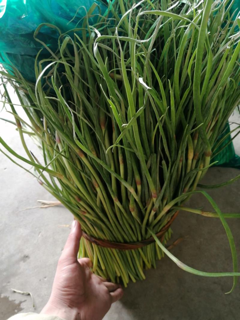 杂交蒜薹