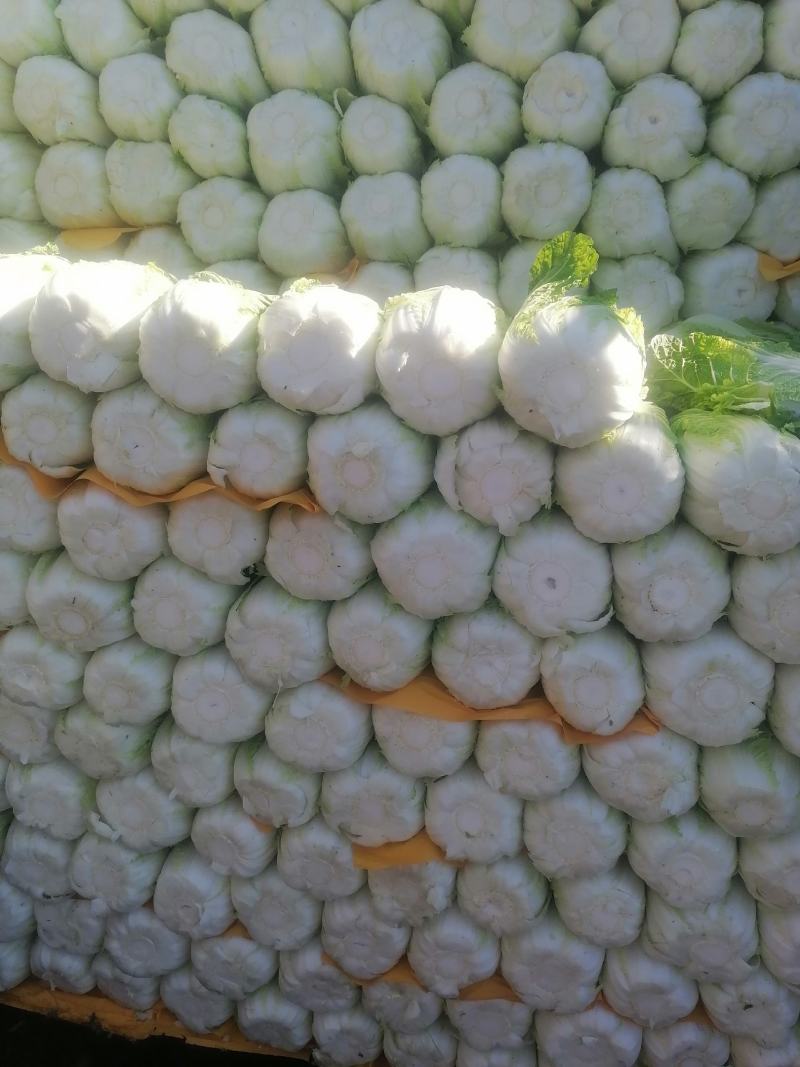 黄心大白菜上市中