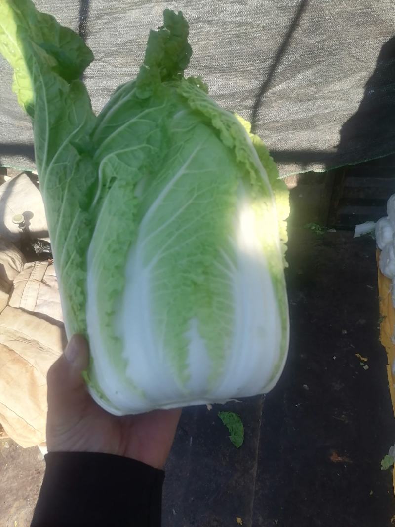 黄心大白菜上市中