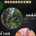皂角米
