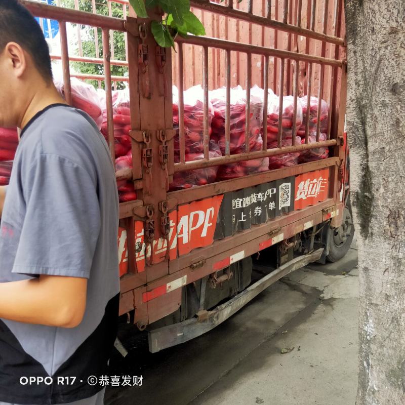 崇州百亩红皮萝卜大量上市