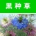 黑种草种子花卉种籽黑子草斯亚丹盆栽阳台室内外庭院花园
