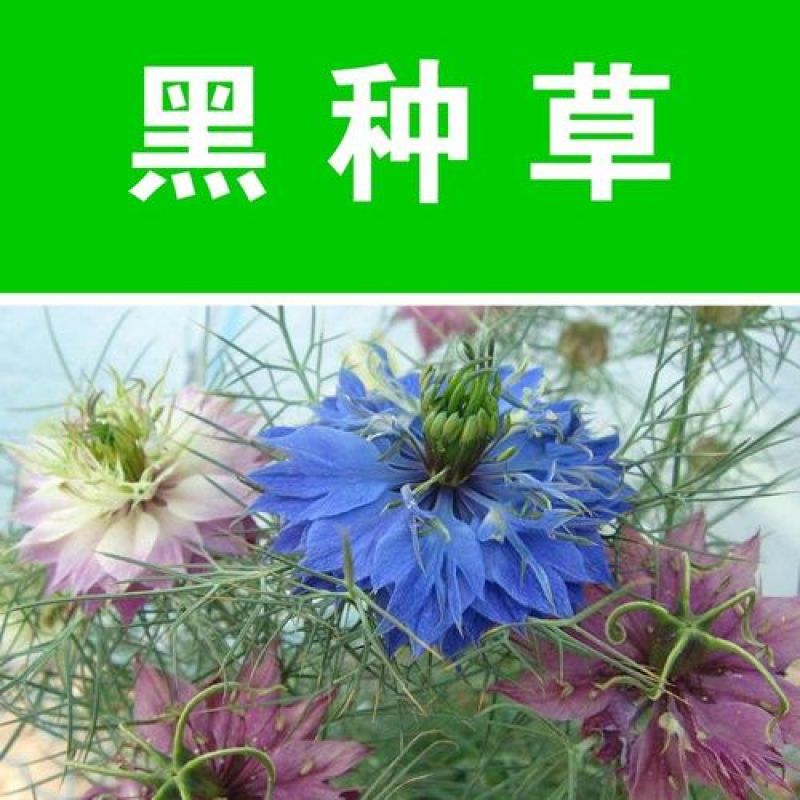 黑种草种子花卉种籽黑子草斯亚丹盆栽阳台室内外庭院花园