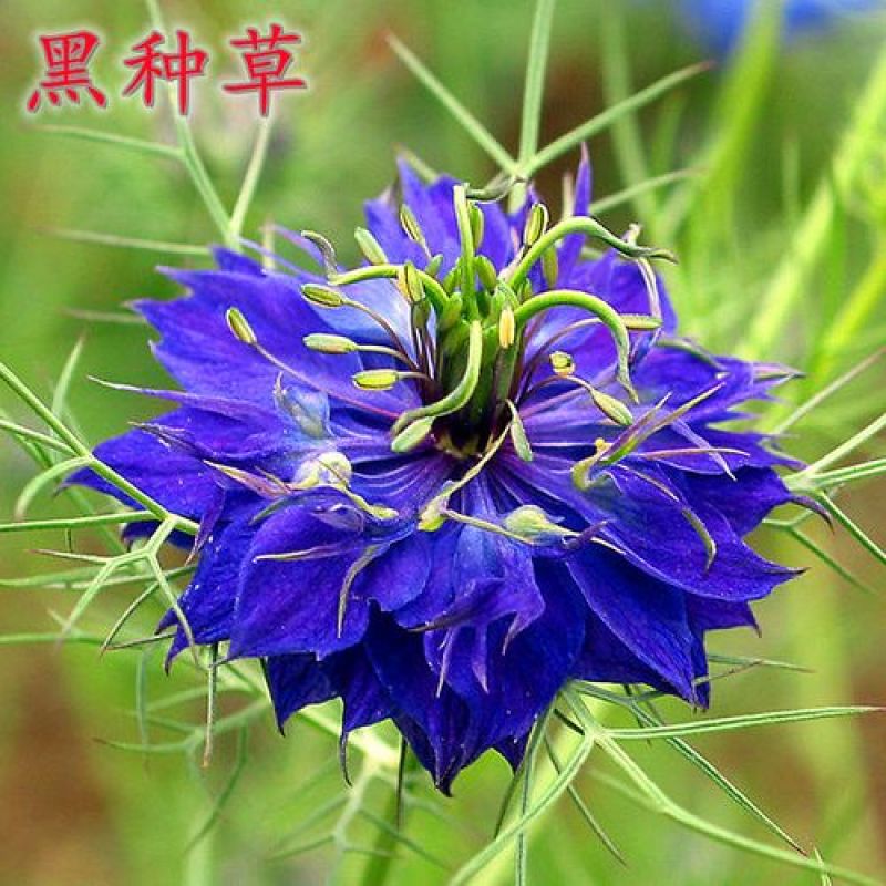 黑种草种子花卉种籽黑子草斯亚丹盆栽阳台室内外庭院花园