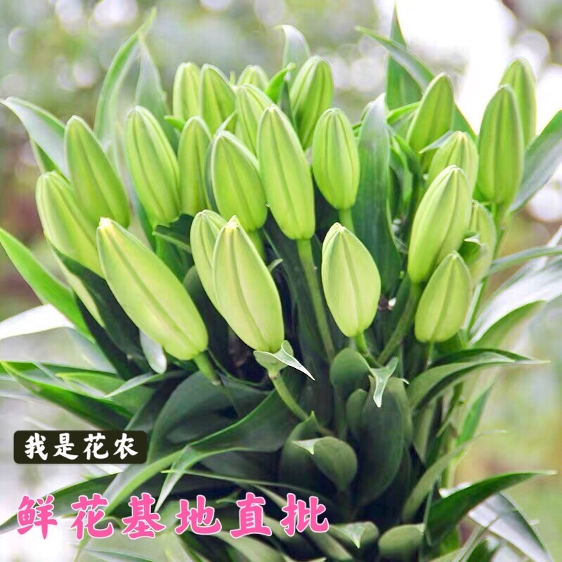 【百合花】云南昆明基地直批123多头粉白黄红颜色齐全现採