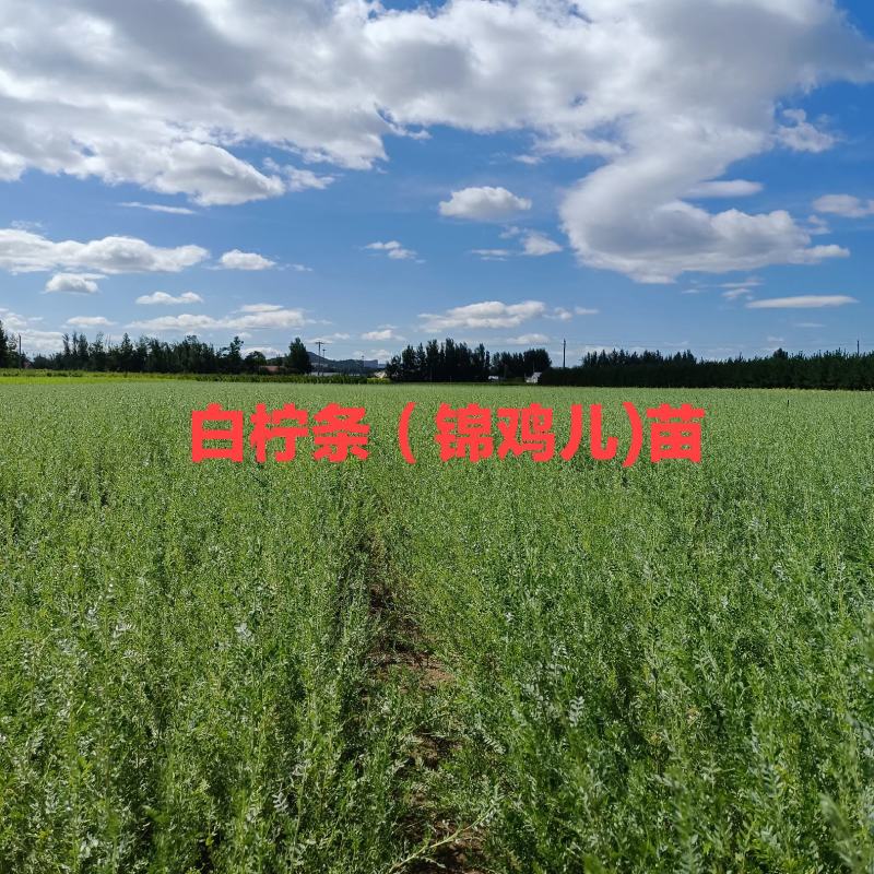 自产柠条苗高30一70Cm，柠条二年苗高50一120Cm