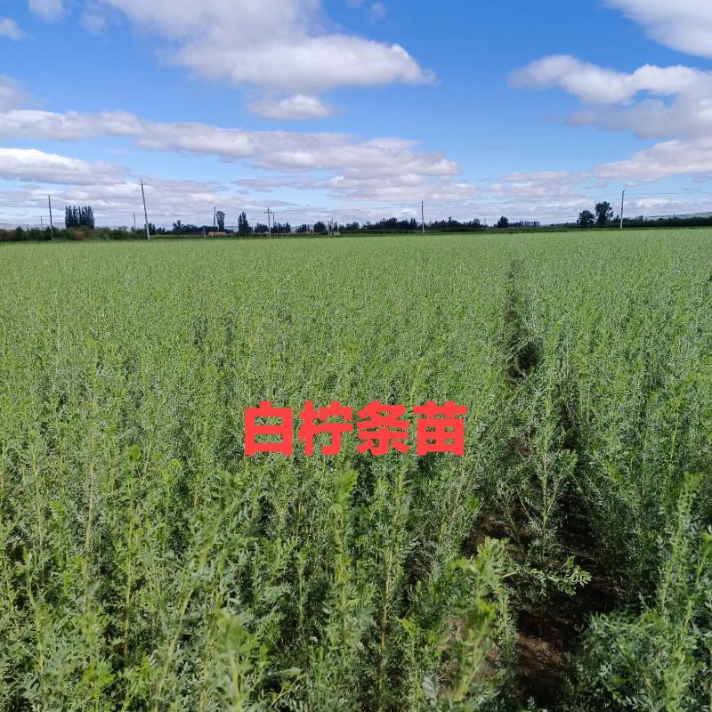 自产柠条苗高30一70Cm，柠条二年苗高50一120Cm