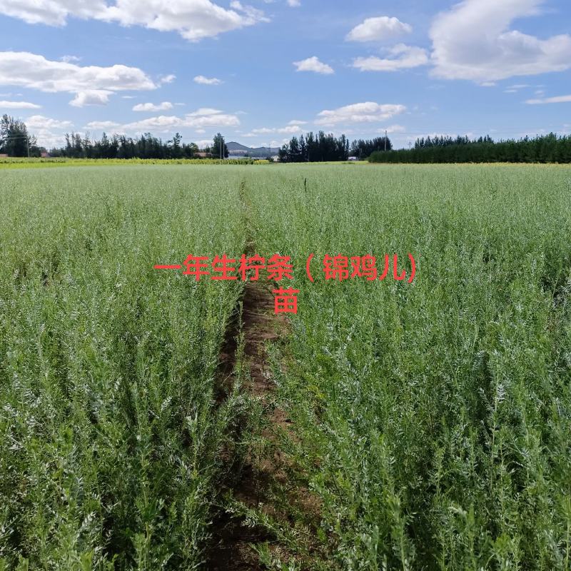 自产柠条苗高30一70Cm，柠条二年苗高50一120Cm