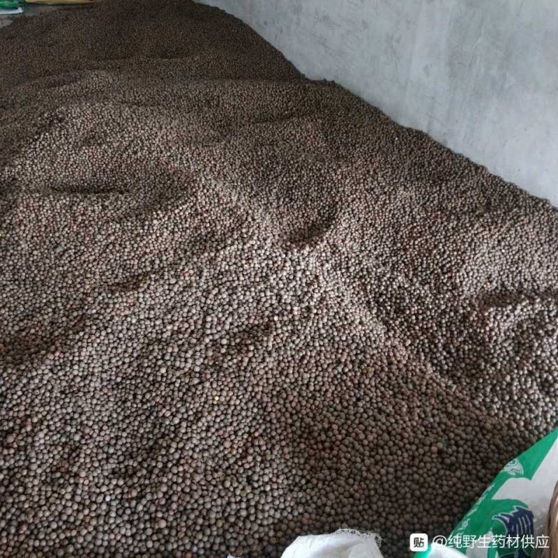 福建福鼎白茶茶叶茶仔大量现货批发