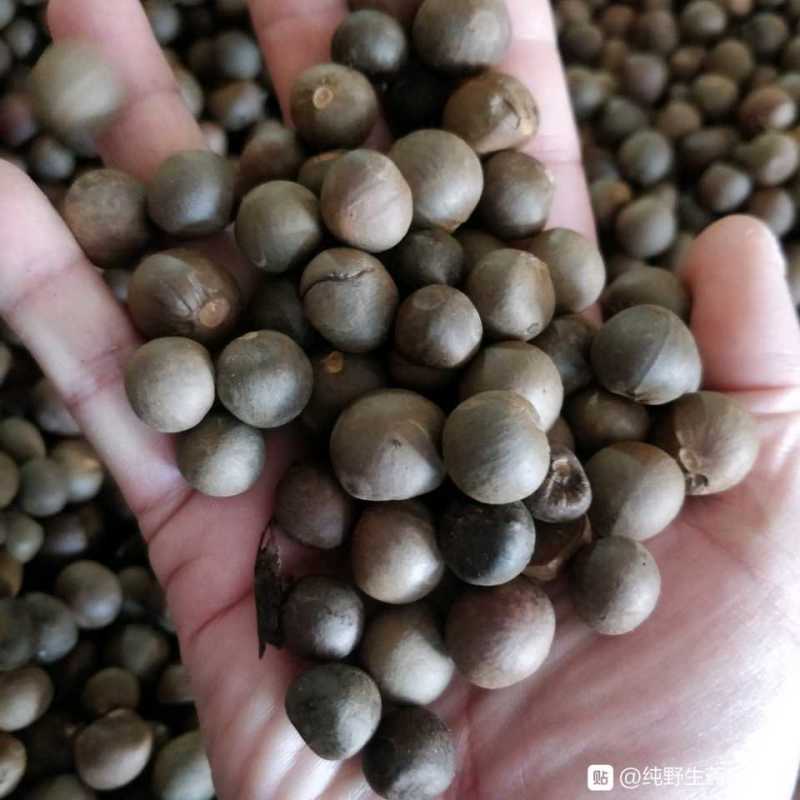 福建福鼎白茶茶叶茶仔大量现货批发