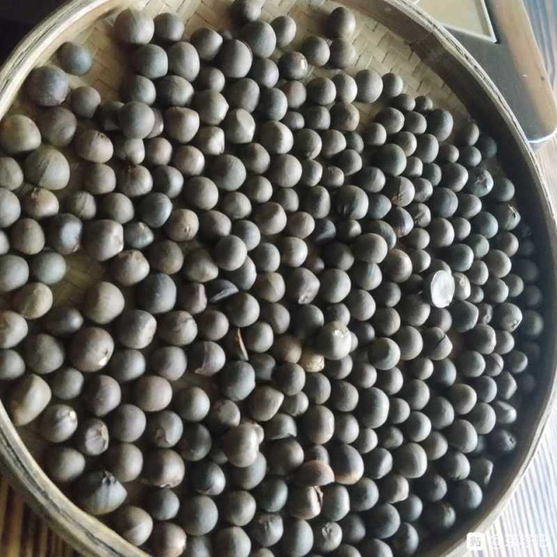 福建福鼎白茶茶叶茶仔大量现货批发