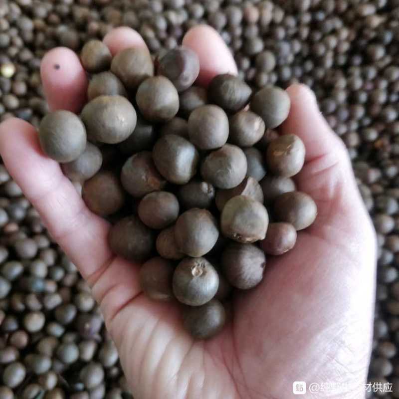 福建福鼎白茶茶叶茶仔大量现货批发