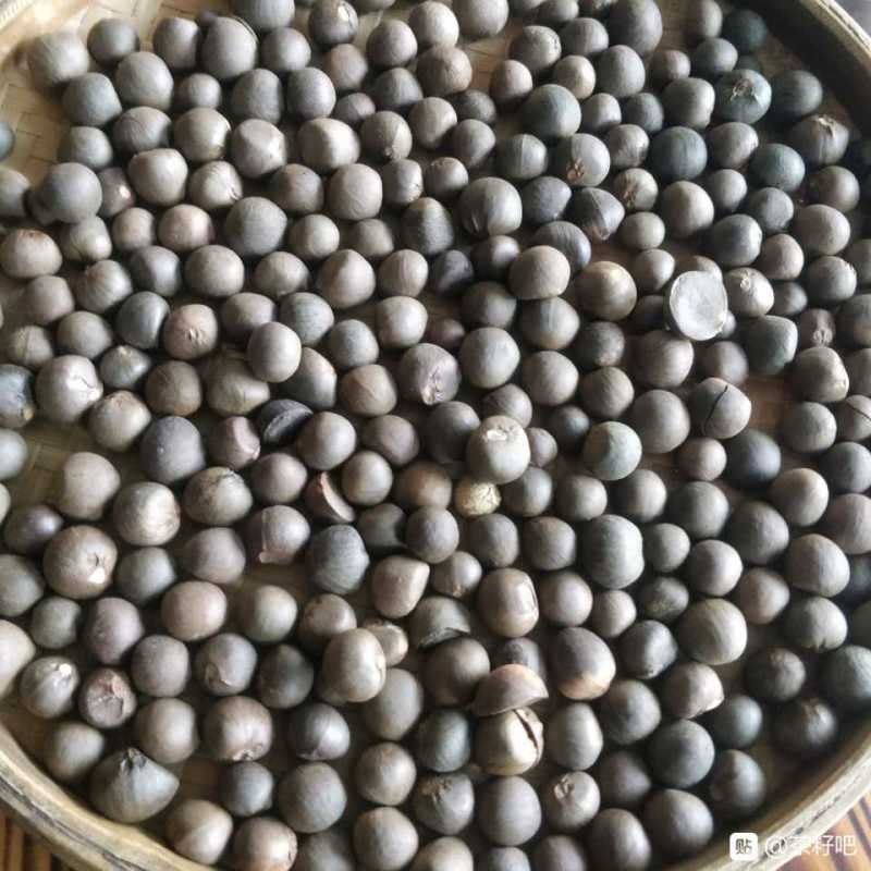 福建福鼎白茶茶叶茶仔大量现货批发