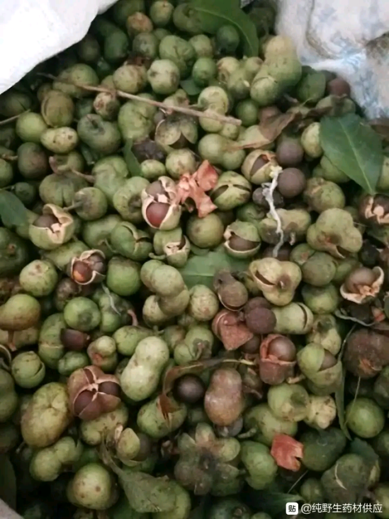 福建福鼎白茶茶叶茶仔大量现货批发